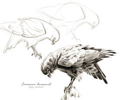 #Draw30Animals 11: Wings - Common buzzard