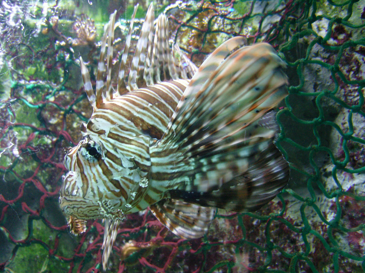 Lion Fish by SimbaHarley on DeviantArt