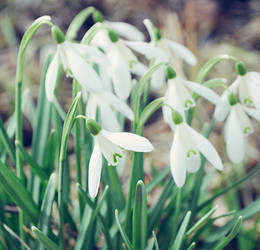 snowdrops II