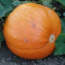 pumpkin, rich harvest