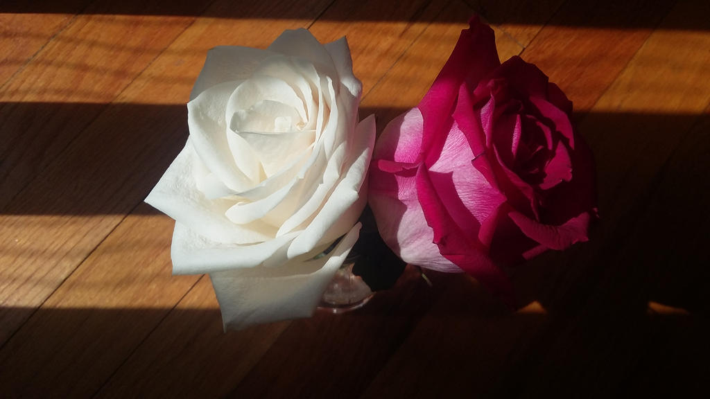 Two Roses