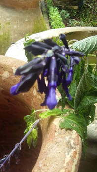 Flowers and Empty Clay Pots