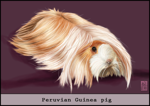 Peruvian Guinea pig