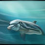 Its a dolphin