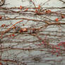 Wall and Vine