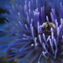 Bee in Artichoke