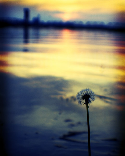 Dandelion River