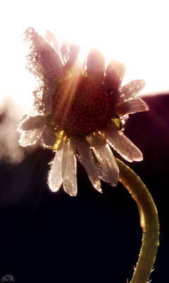 Warming Frozen Daisy