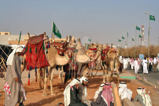 Camels show