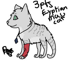 Egyptian Mau Cat Adoptable