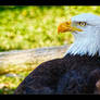 Relaxing Eagle