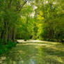 Greenbriar Swamp HDR