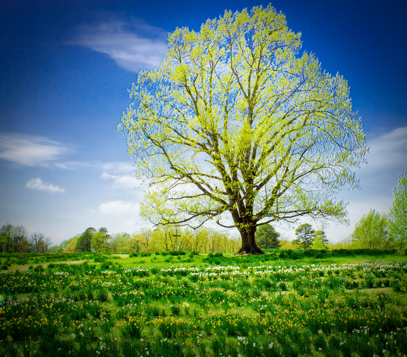 Wye Tree Spring