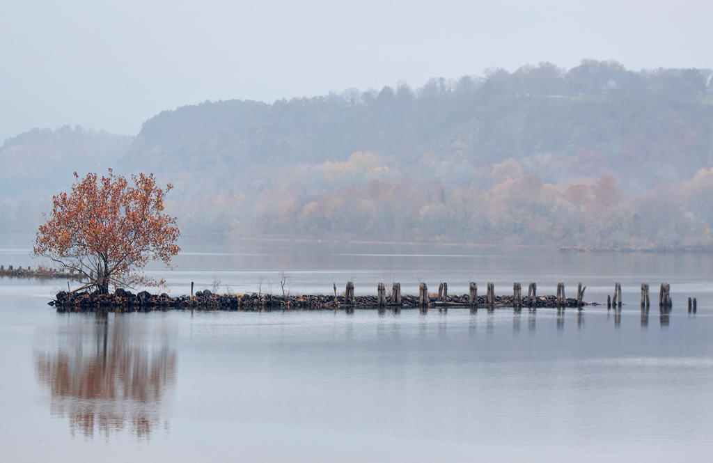 Tree-river-fused