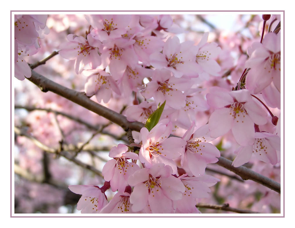 Sakura Desu