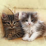 Two Kittens