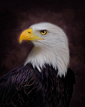 American Bald Eagle