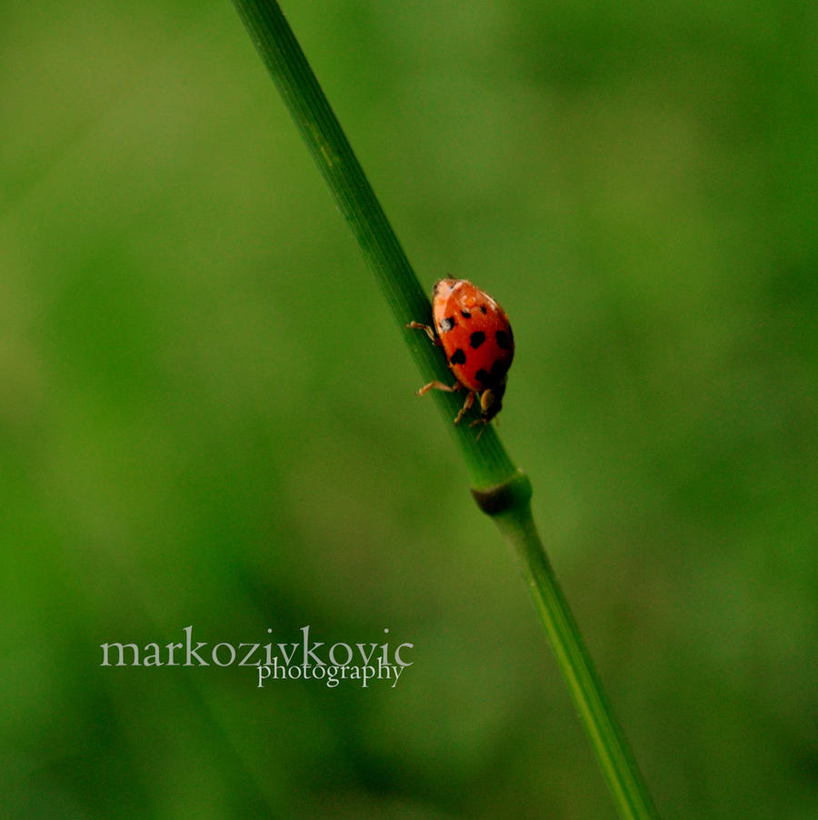 Ladybug.
