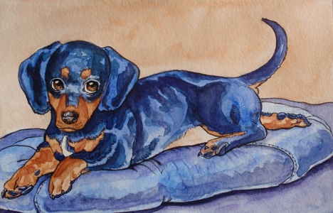 Dempsy the Dachshund