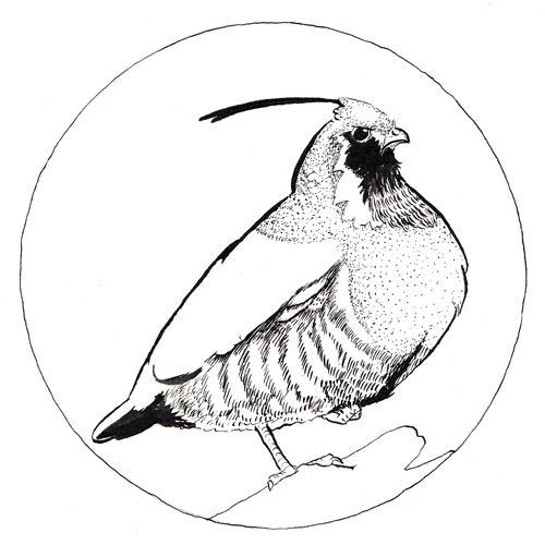 Inktober 6th Mountain Quail