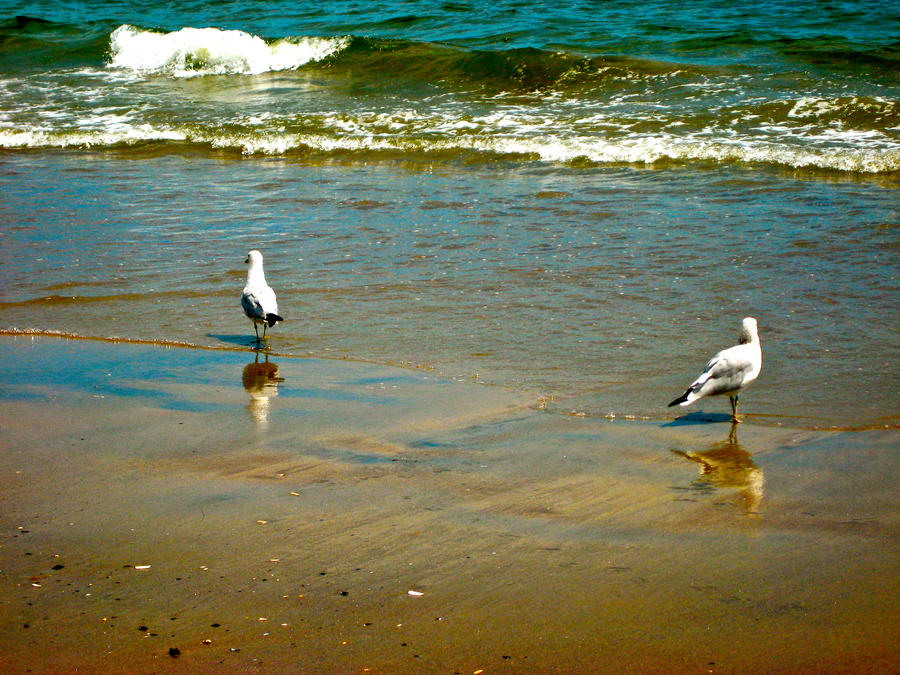 The Seagulls and The Wave