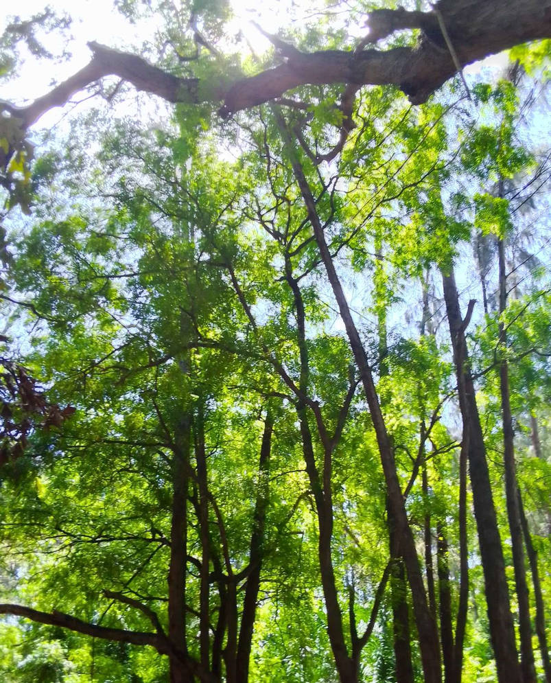 Forest View Graphics forest view by Cat6200 on DeviantArt