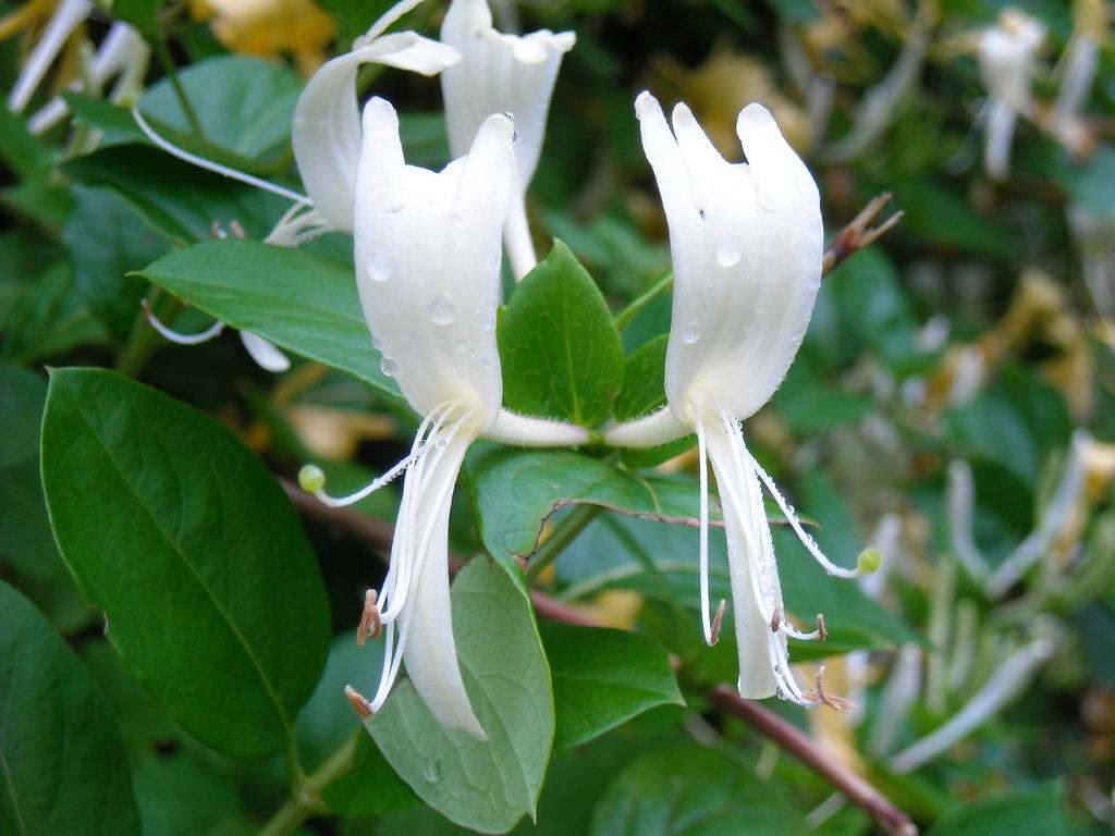 sea side flowers