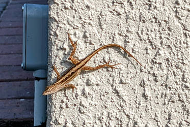 Florida scrub lizard