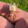 Lucky cricket