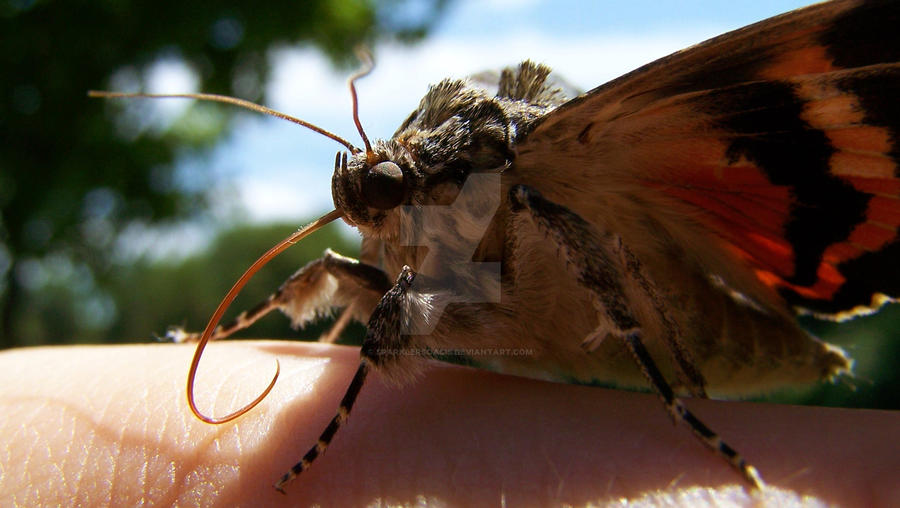 Moth widescreen