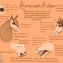 Kelpie Horse Comparison