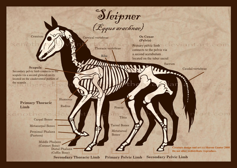 Sleipnir Skeleton