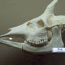 MOO Okapi Skull