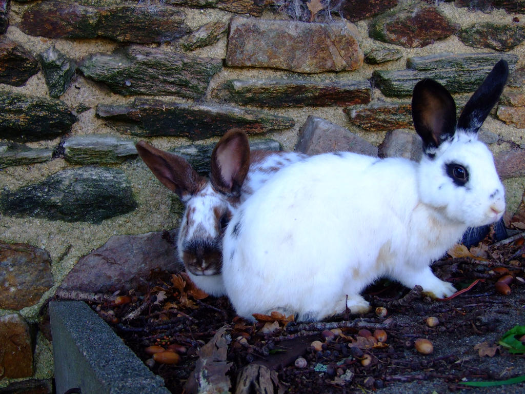 Welsh Rabbit Cute More cute rabbits by CelticWarBoy on DeviantArt