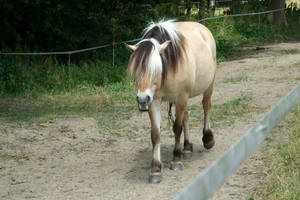 Walking fjord pony (front view)