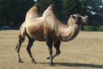 Camel by CelticWarBoy