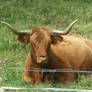 Highland cow