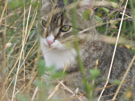 Emil teh Kitten