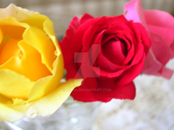 triple rose by nici14 on DeviantArt