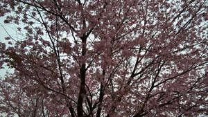 Cherry Blossom