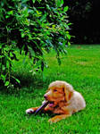 Doggy with stick by jindah