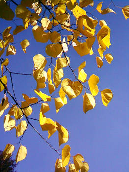 Yellow on a blue sky