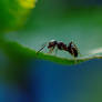 Macro Photography CloseUp ants 345683