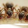 Macro Photography CloseUp ants 353245