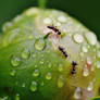 Macro Photography CloseUp ants 438863