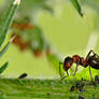 Macro Photography CloseUp ants 485242