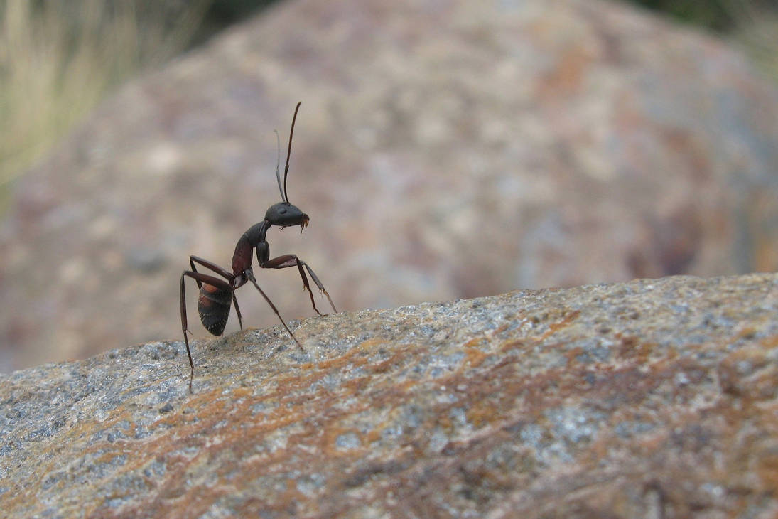 Muravi. Насекомые муравей. Жук муравей. Муравьиный Жук. Колесный Жук муравей.