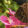 Macro Photography CloseUp Butterfly 504104