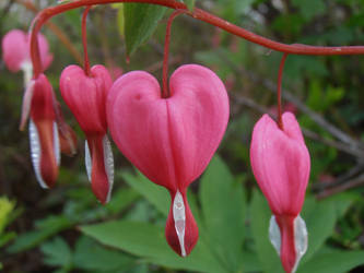 bleeding Hearts