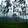 Valle del Cocora